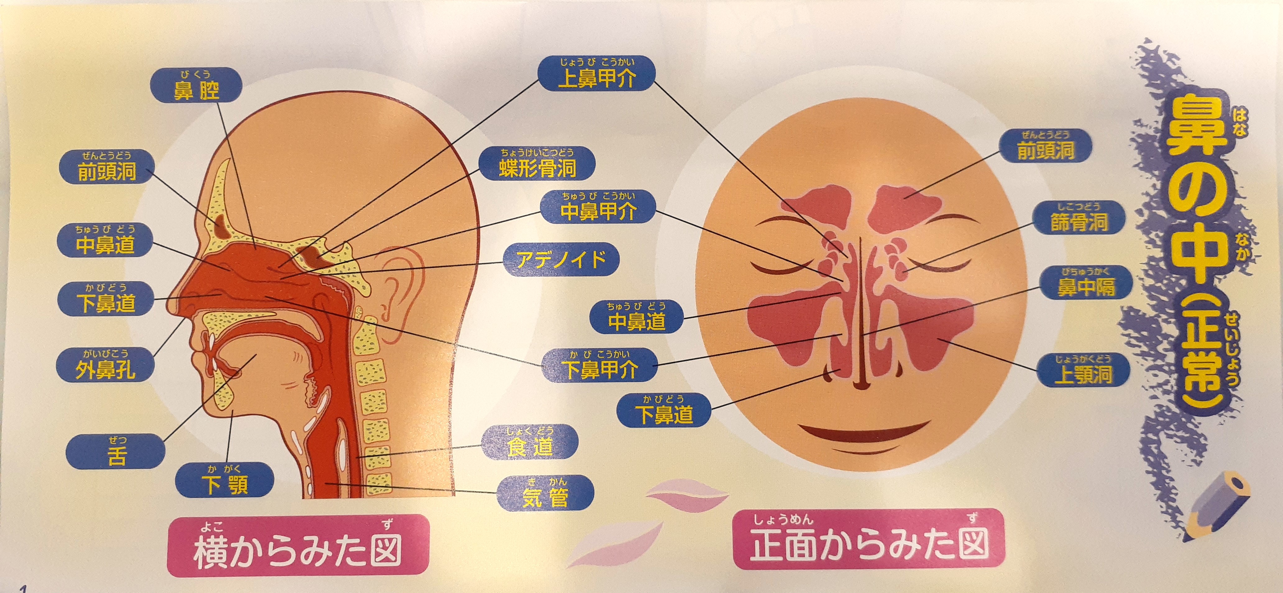 ネットにも載っていない耳鼻科疾患の豆知識 小児 ちくのう症編 院長ブログ 藤枝あおば耳鼻咽喉科 藤枝市末広の耳鼻咽喉科クリニック 年11月開院